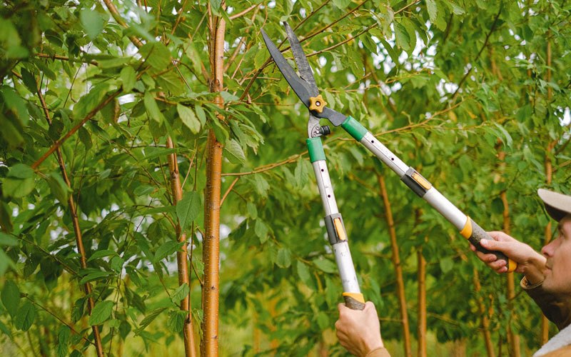 Tree trimming in Oconomowoc, WI